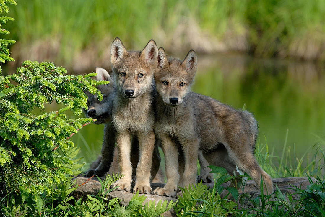 Timber or Grey Wolf Pups