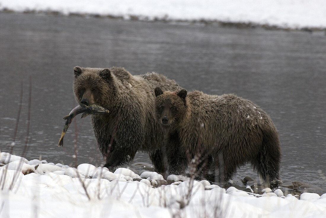 Brown Bears in The Yukon