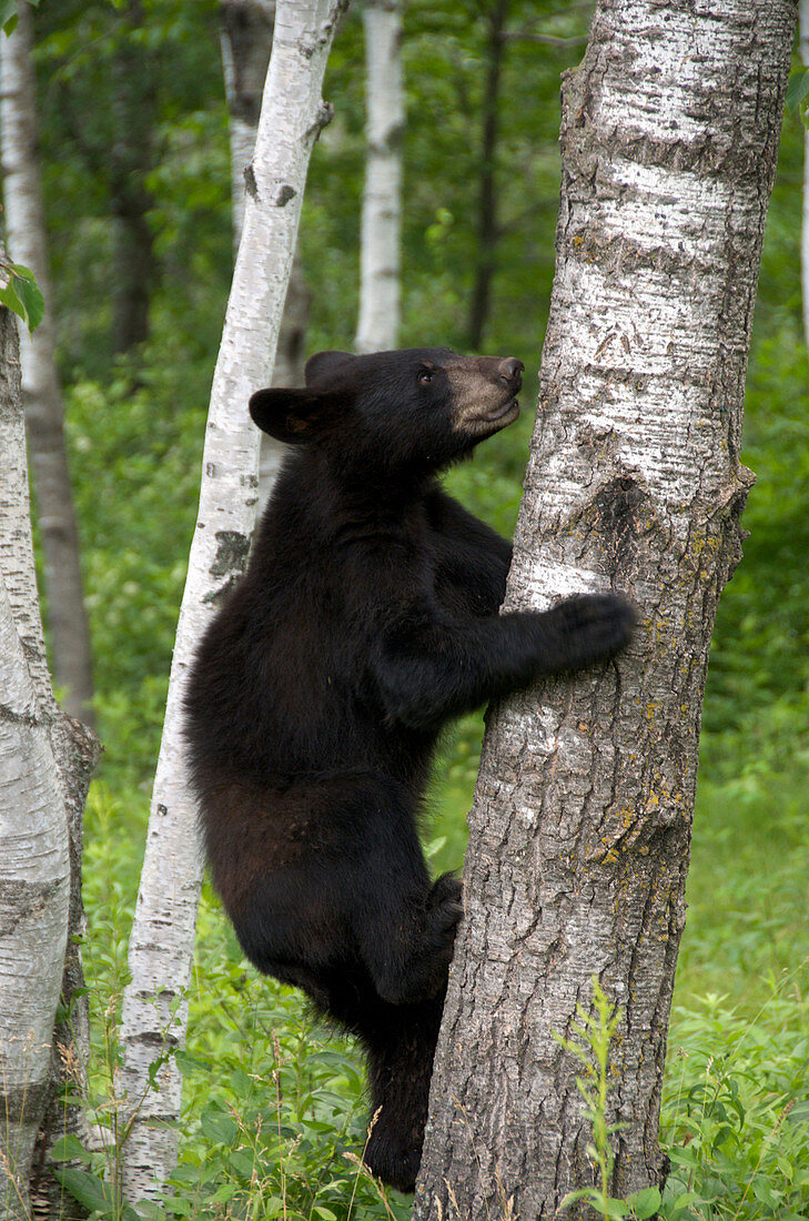 Black Bear climbing tree