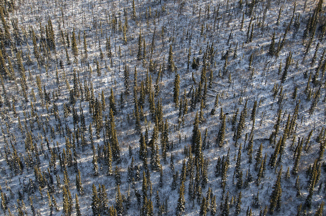 Spruce Tree Forest,Yukon