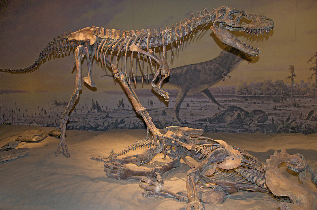Skeleton of Albertosaurus