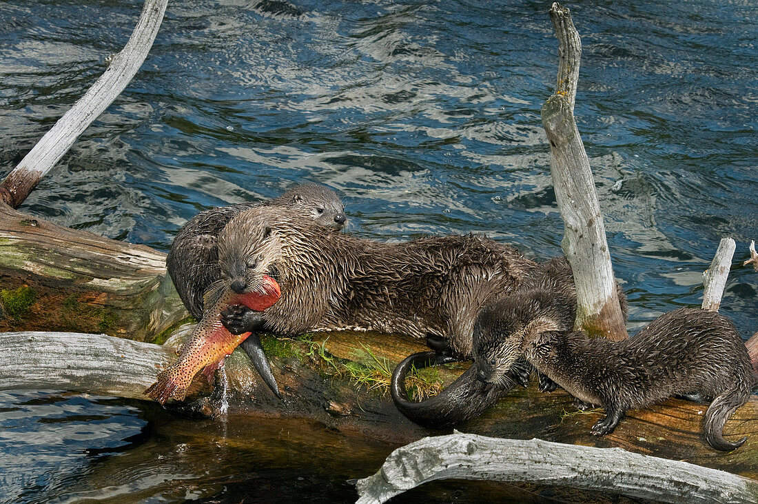 River Otter mother and young