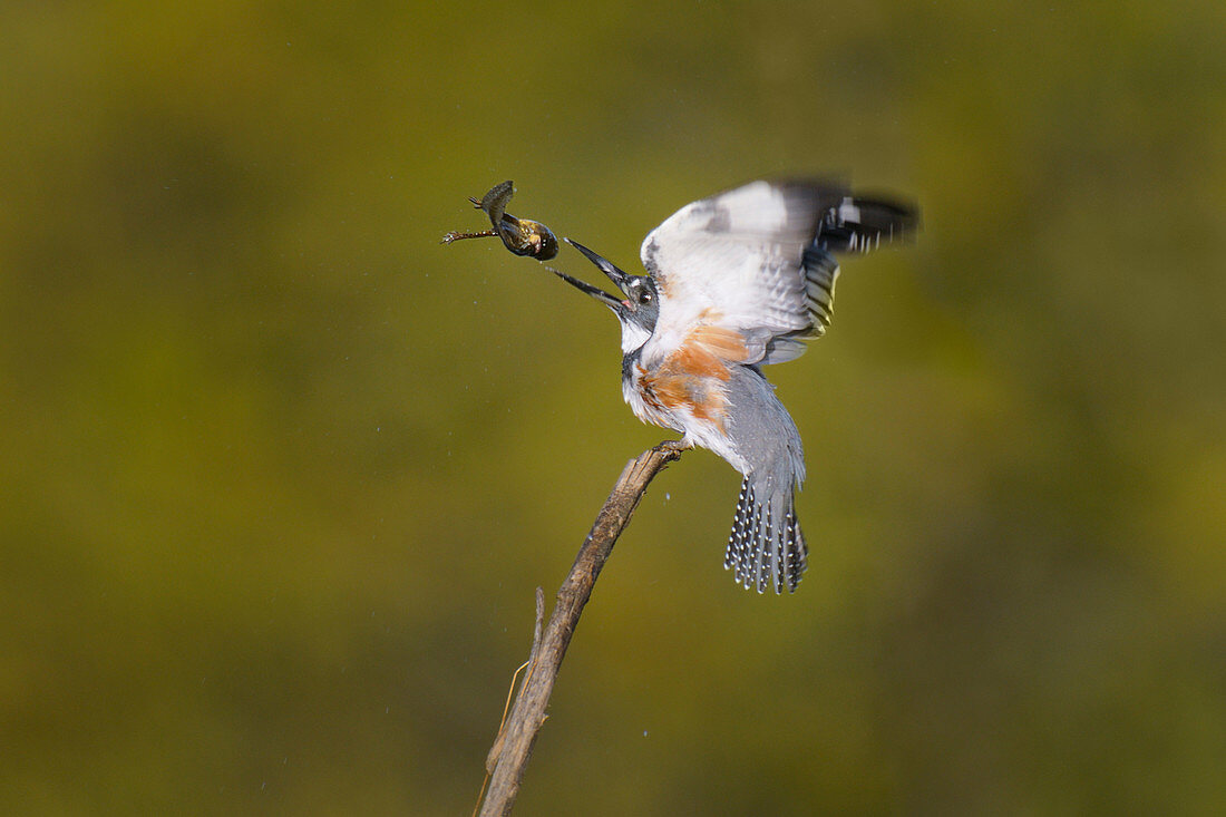 Belted Kingfisher with frog prey