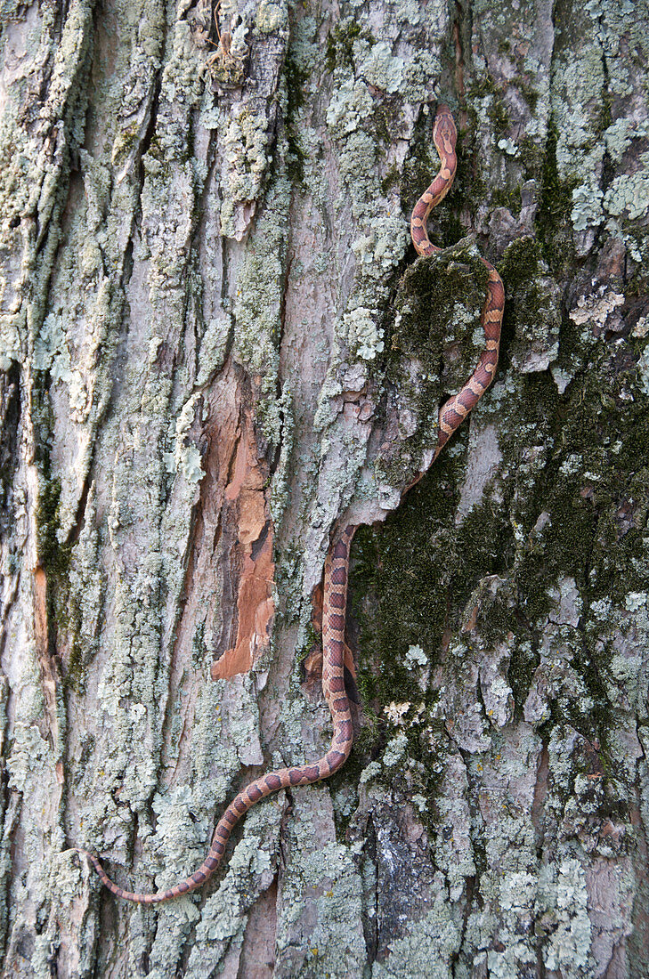 Corn Snake