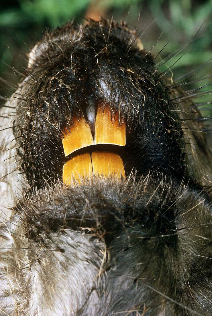 Beaver Teeth