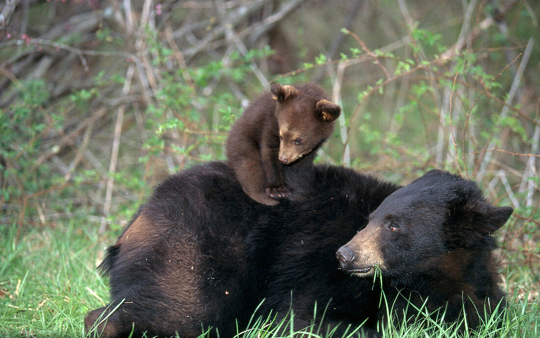 Black Bear cub playing on mother's back