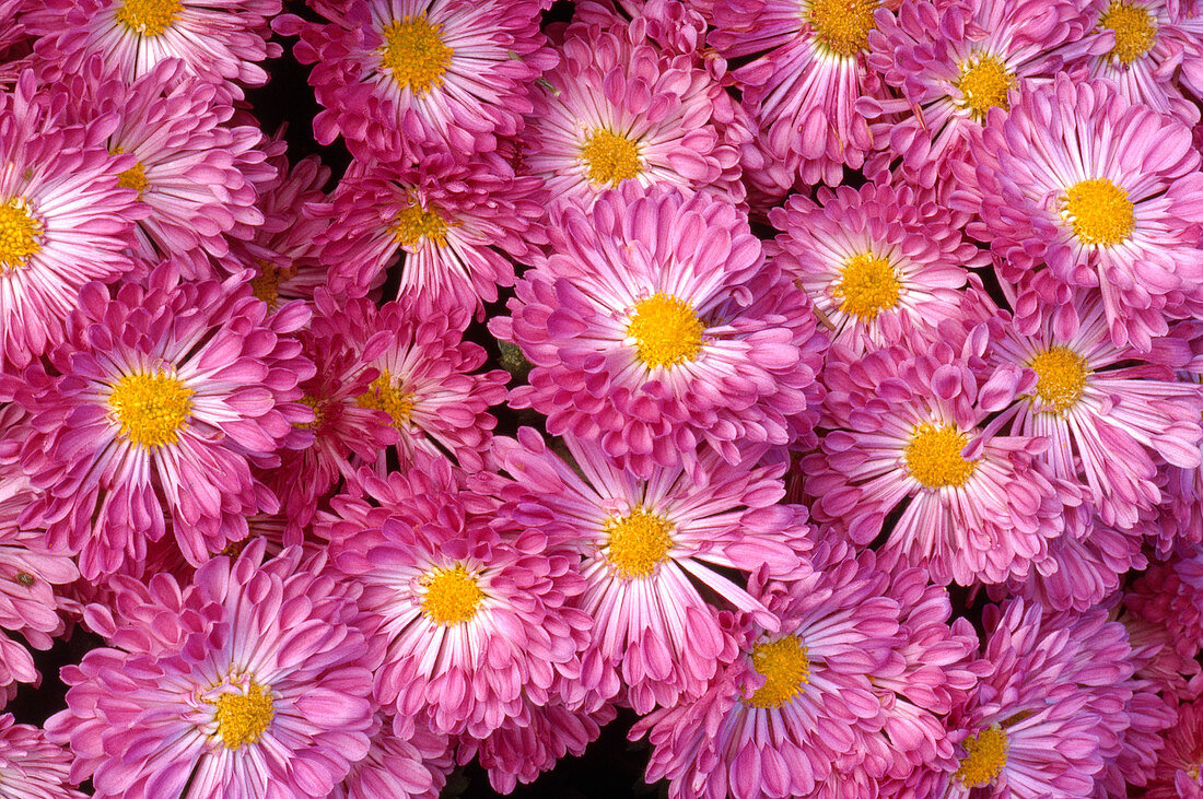 'Naomi' Chrysanthemums