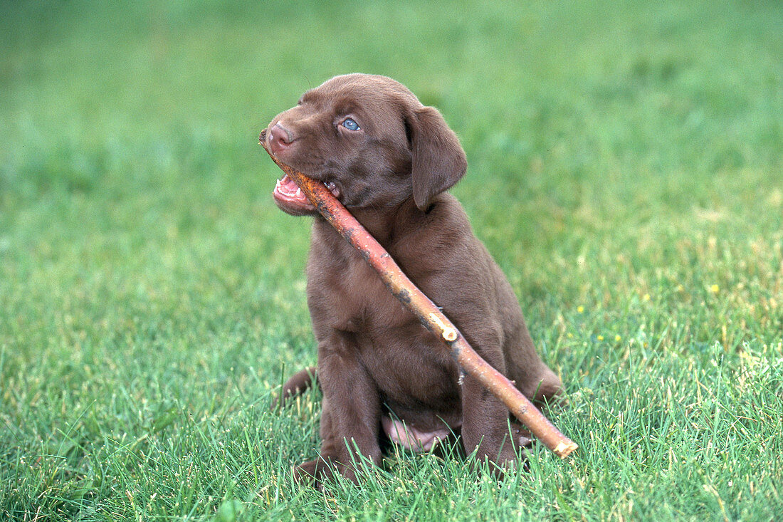 Chocolate Labrador Retriever with stick