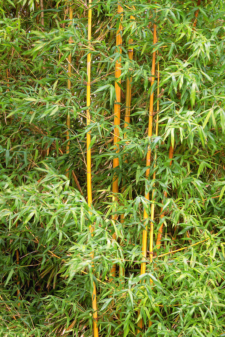Bamboo (Bambusa dolichoclada 'stripe'