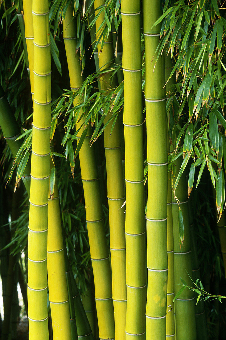 Running Bamboo