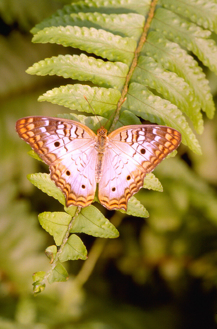 White peacock butterfly on a fern frond