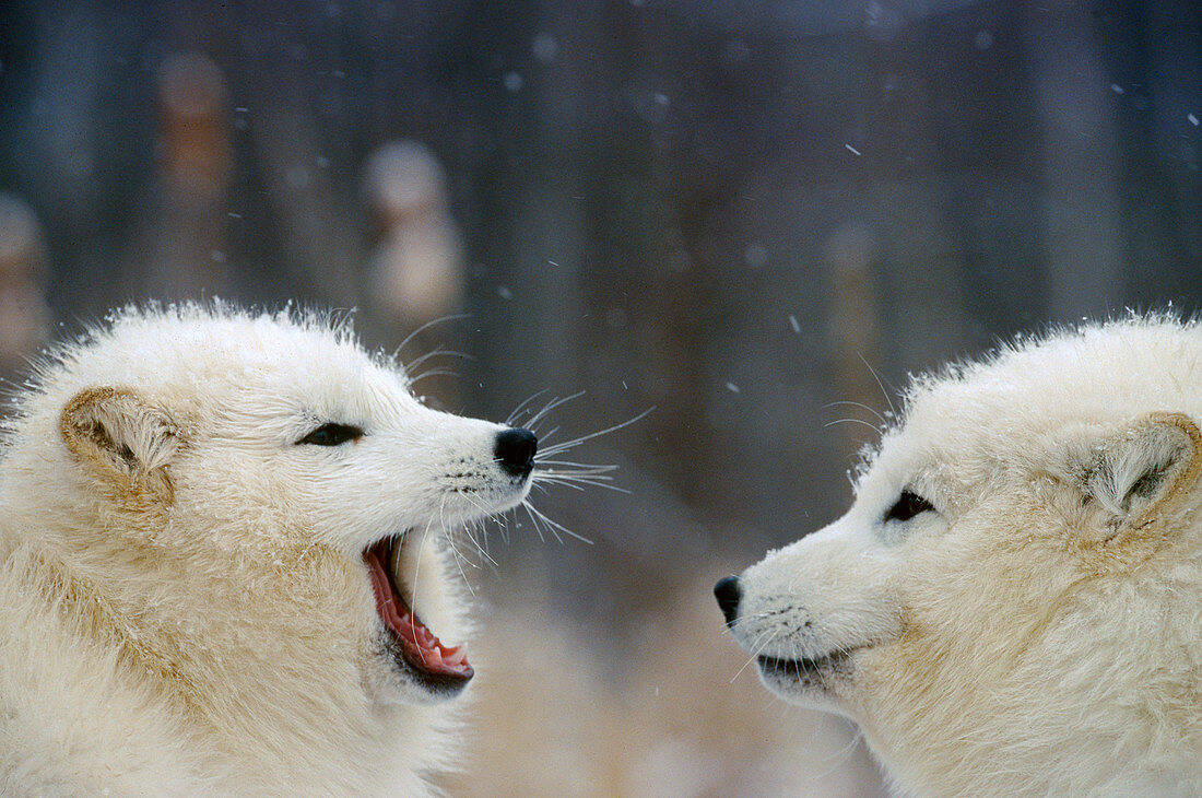 Arctic Fox pair playing