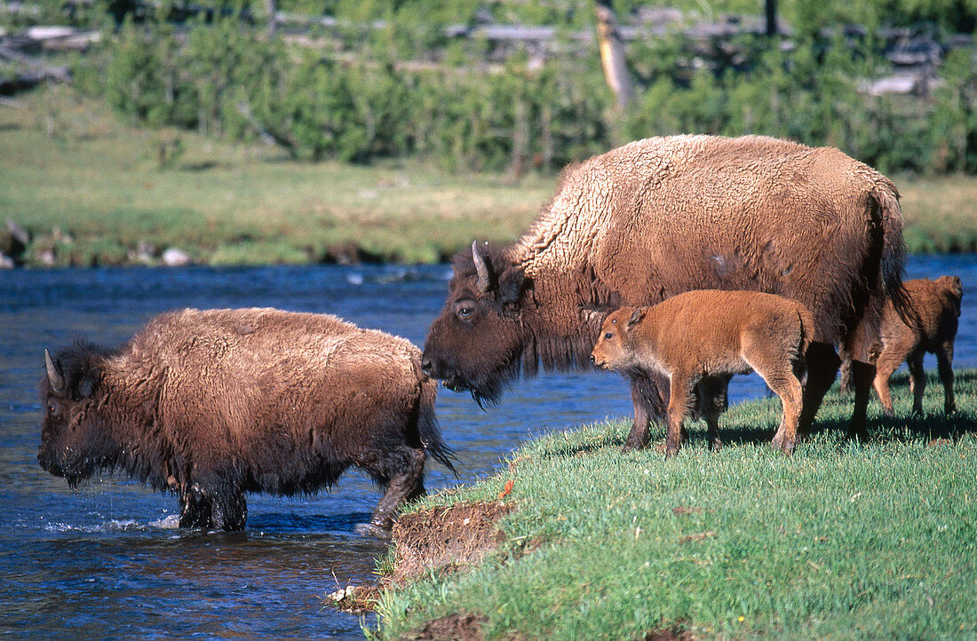 Bison Cows and Calves