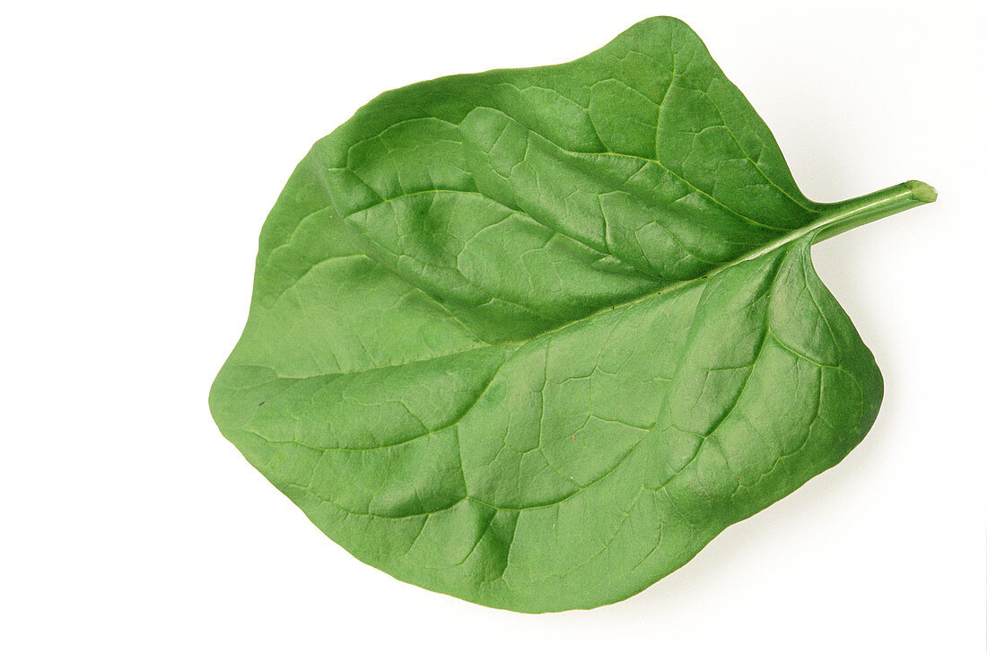 'Baby's Leaf' spinach leaf