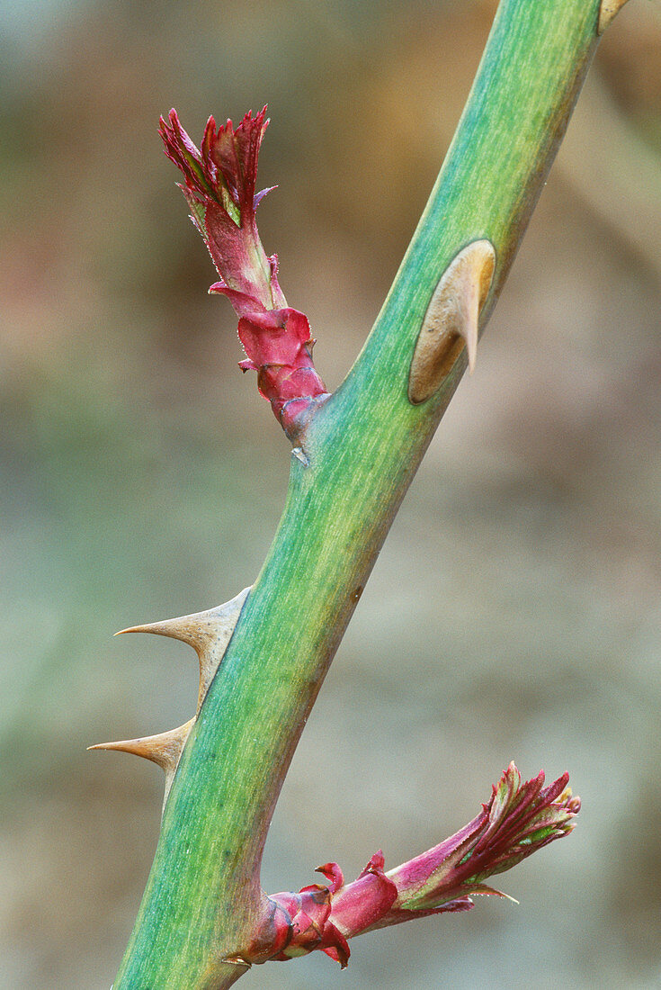 New Growth on Roses