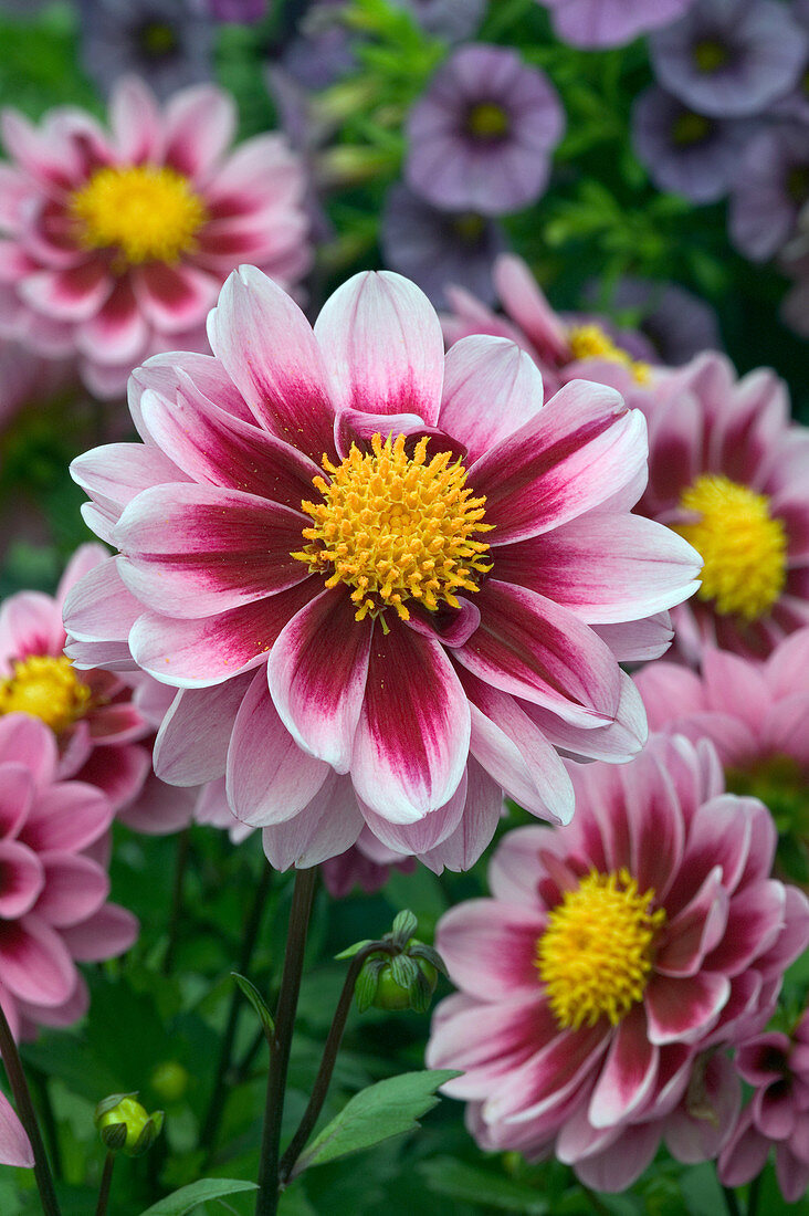 Dahlias