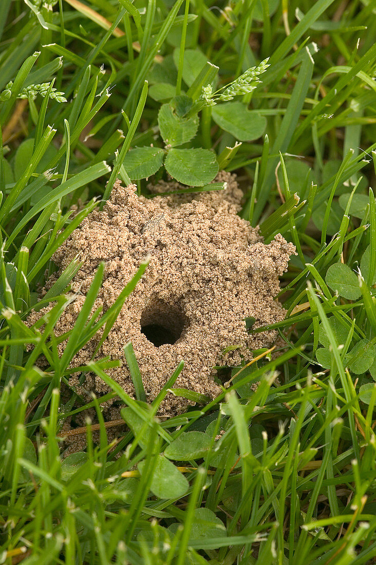 Mining bee nest