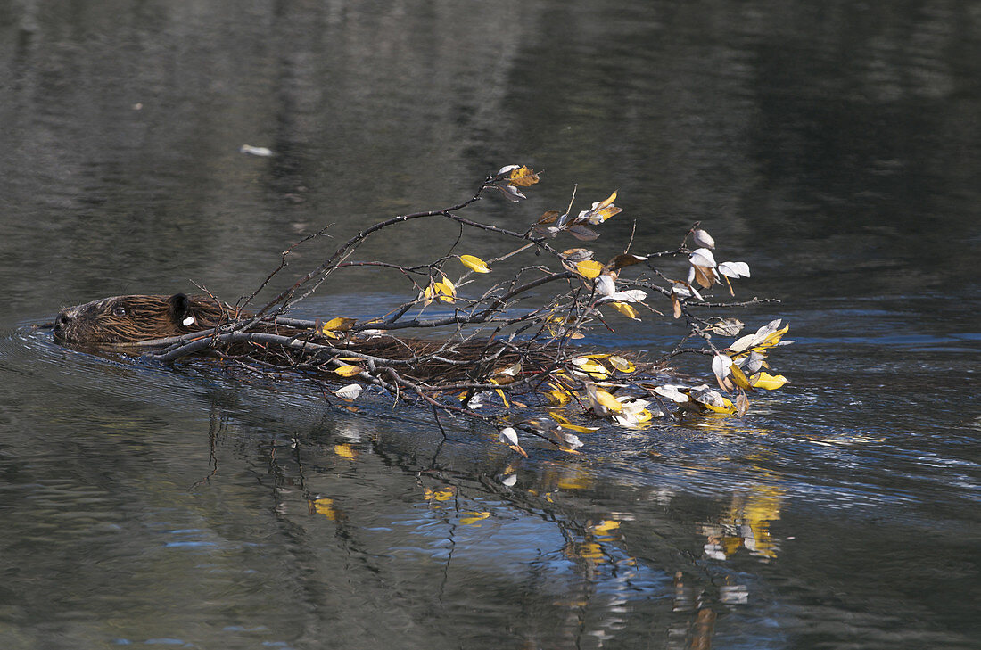 Beaver swimming with branch