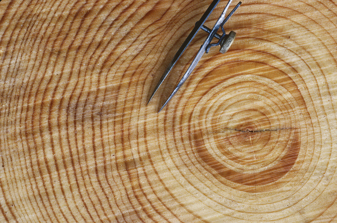 Annual growth rings of a pine