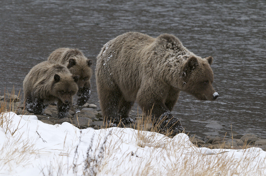 Wild Grizzly Bear Sow and Cubs