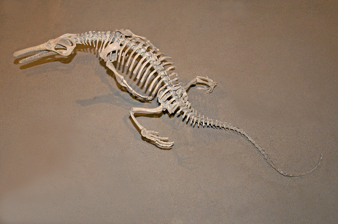 Skeleton of Champsosaurus natator