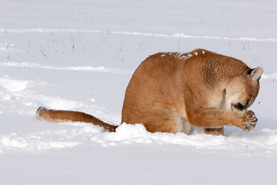 Mountain Lion grooming paw in snow