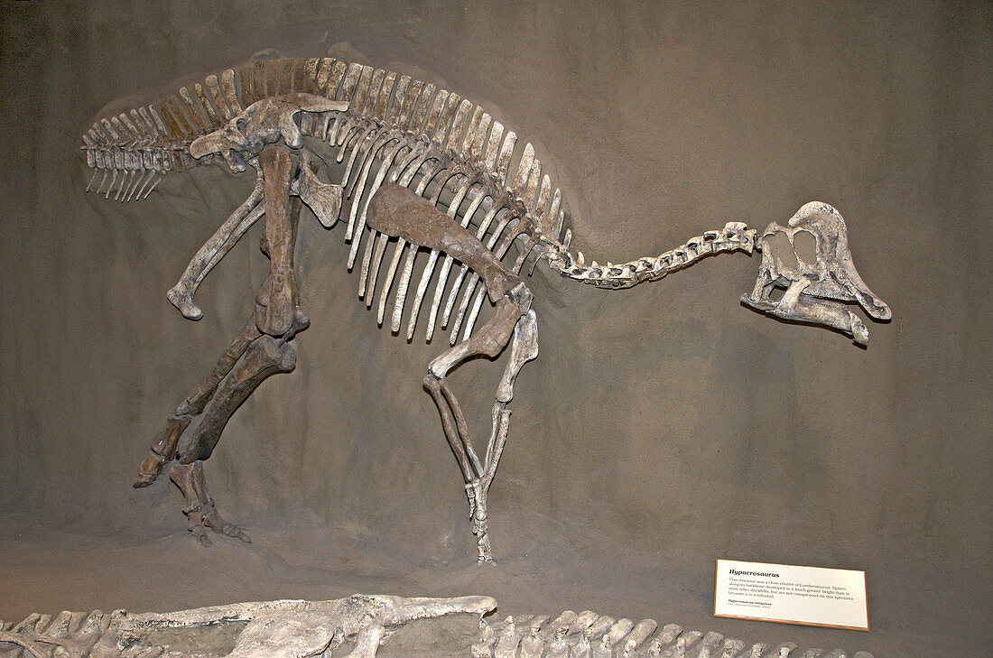 Skeleton of Hypacrosaurus Dinosaur