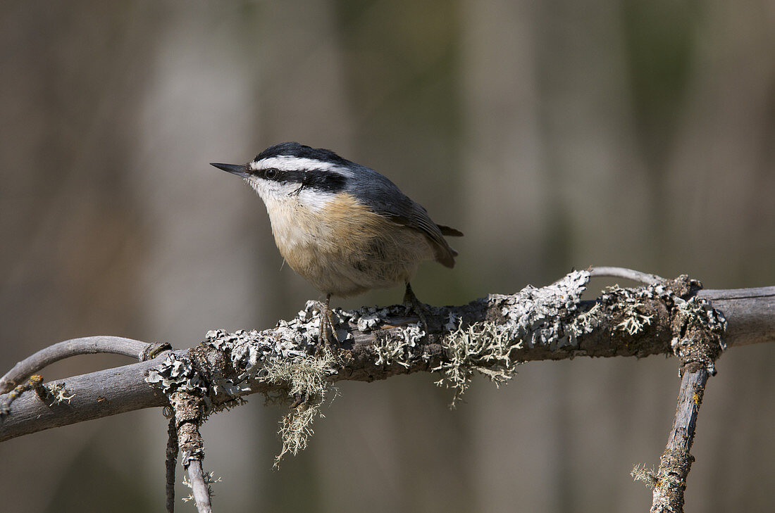 Red-breasted Nuthatch sitting on branch