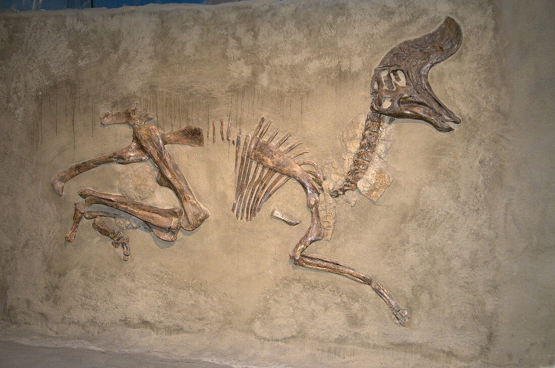Skeleton of Lambeosaurus magnicristatus