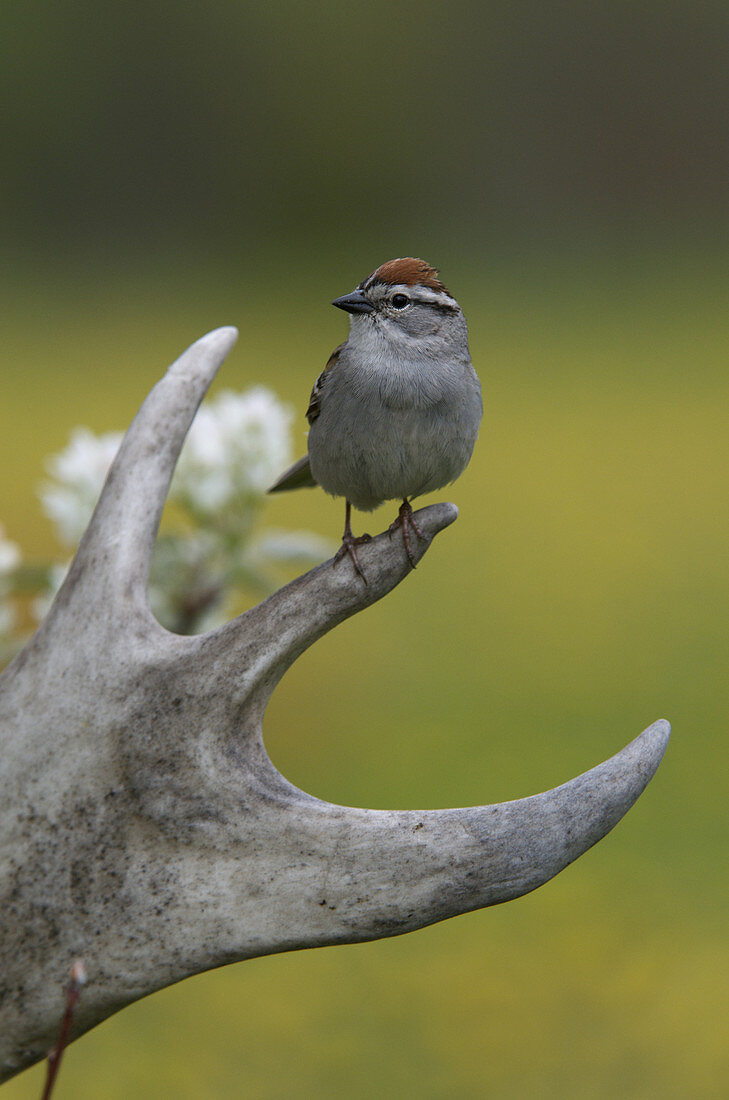 Chipping sparrow on caribou's antler
