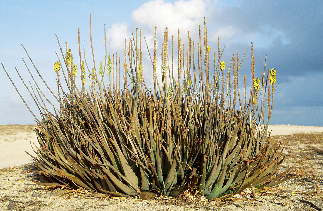 Aloe vera growing on Aruba