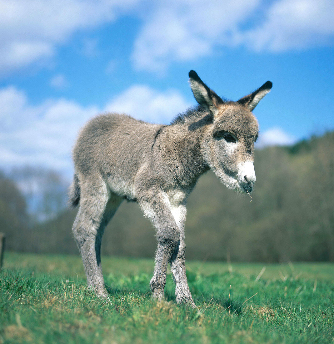 Young Donkey