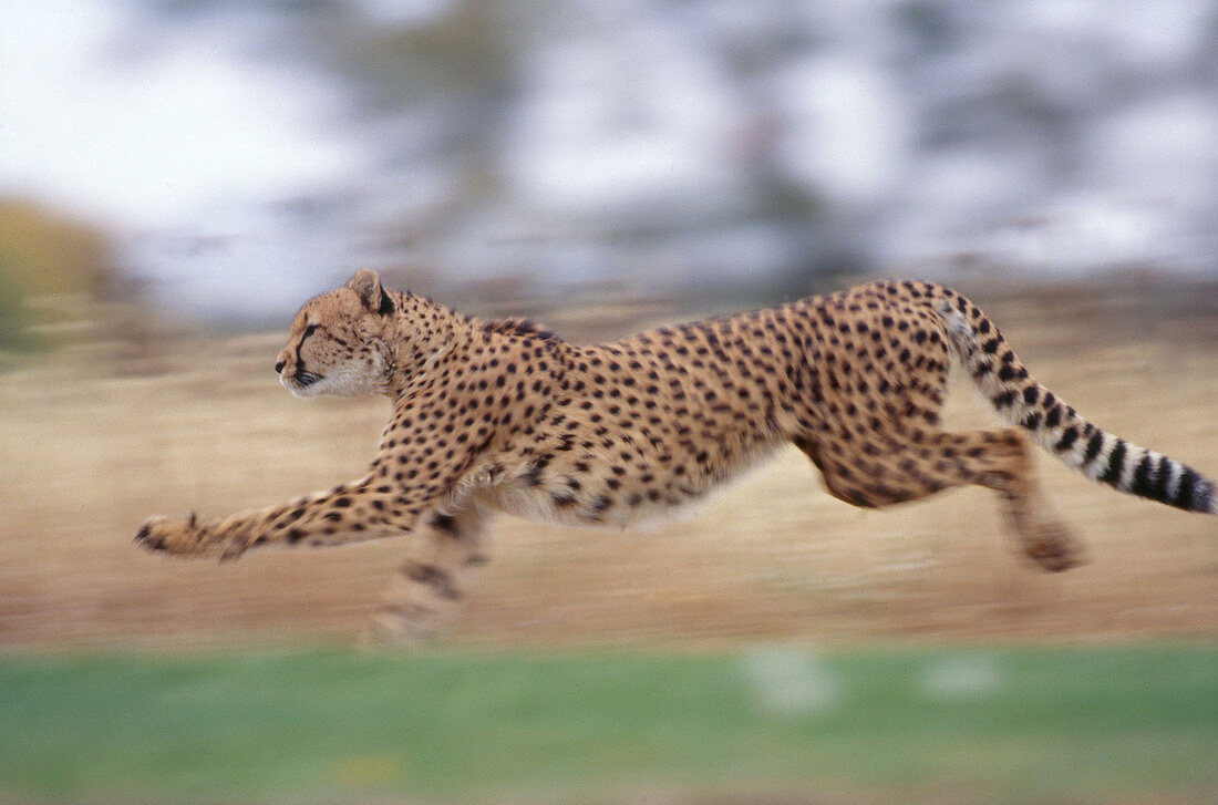 Cheetah running