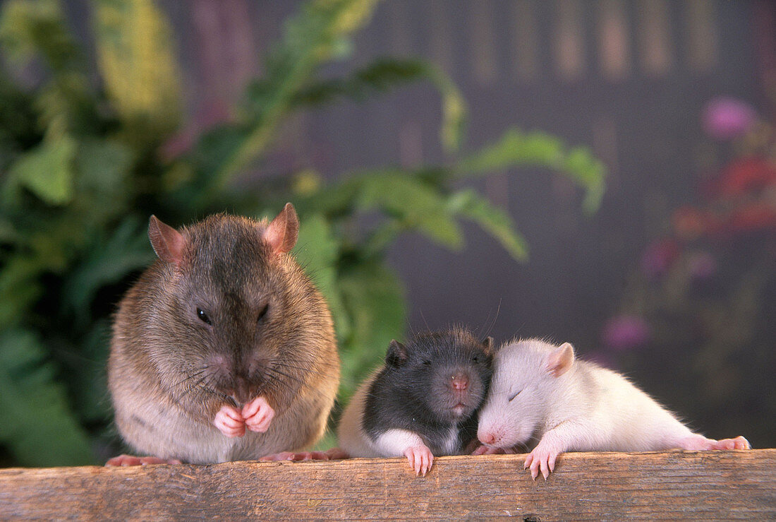 Female rat and her young
