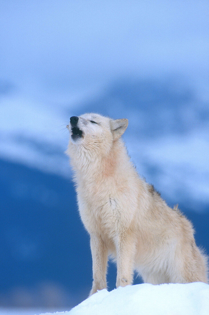White Wolf howling