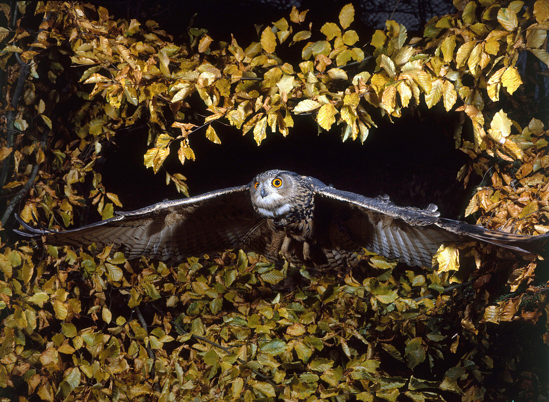 Eagle Owl