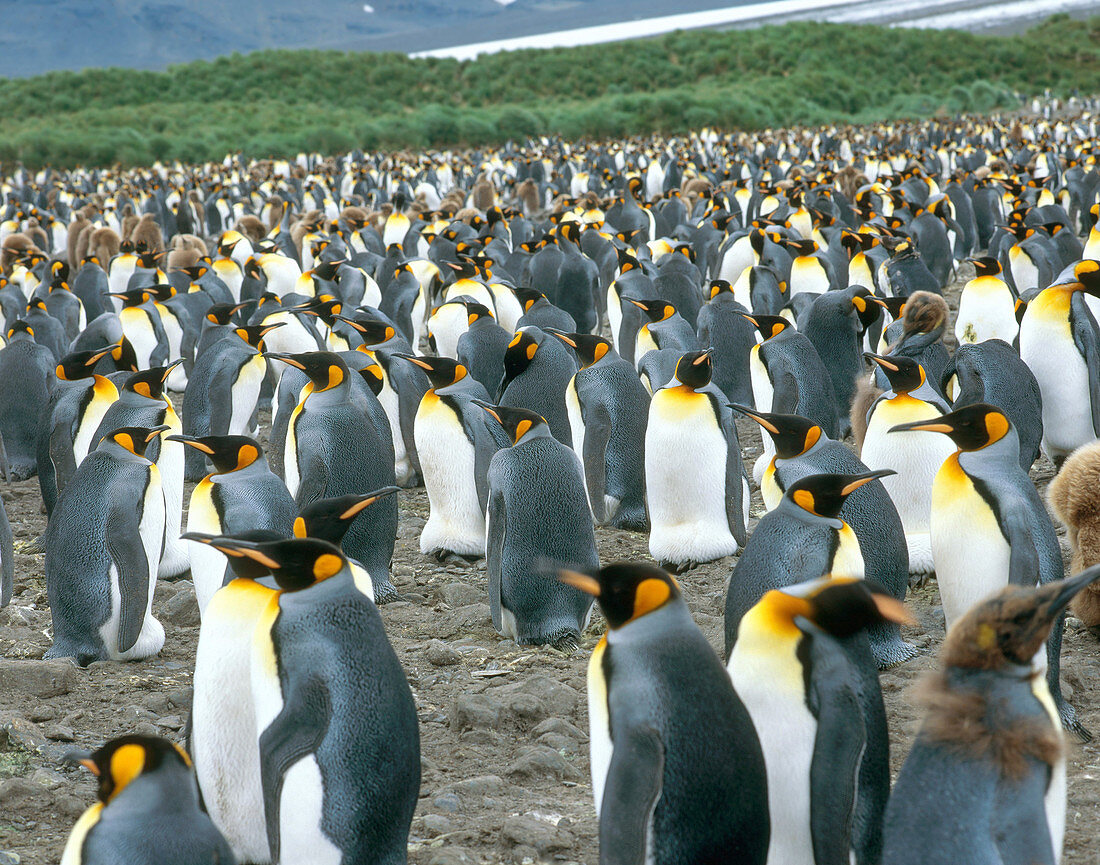 King Penguin