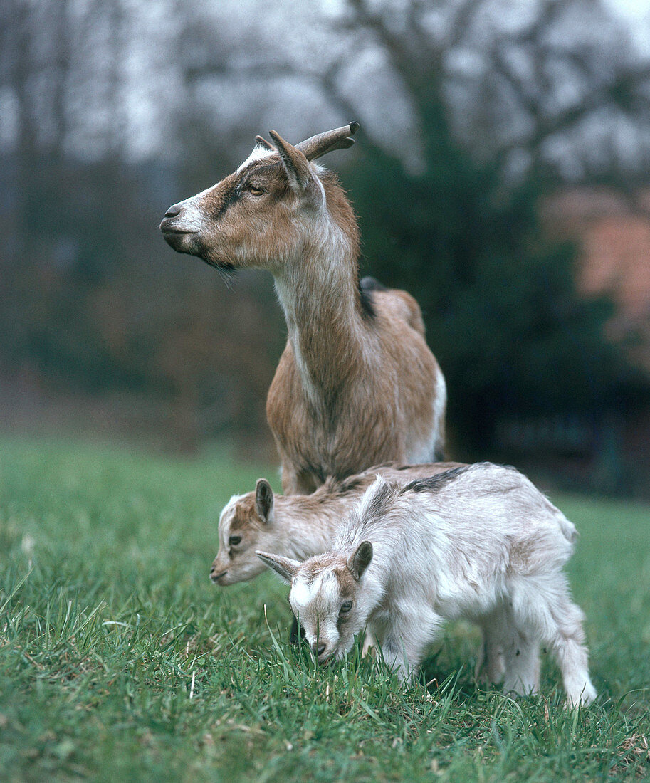Domestic Goat with young