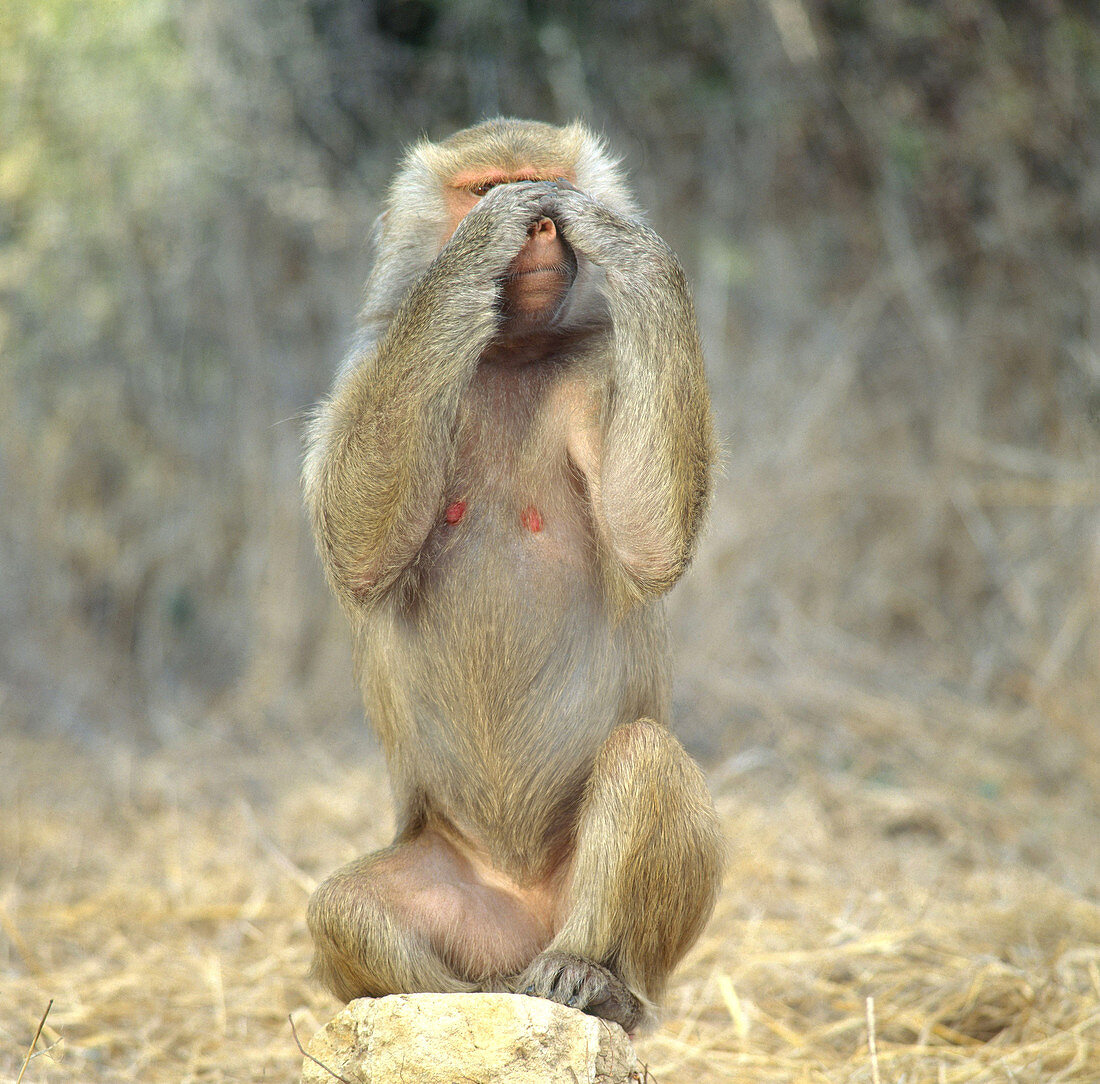 Hamadryas Baboon