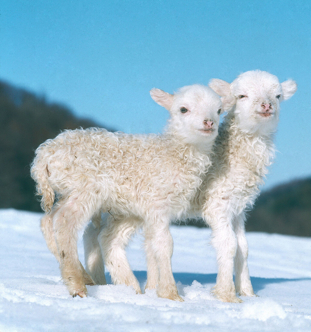 Lambs