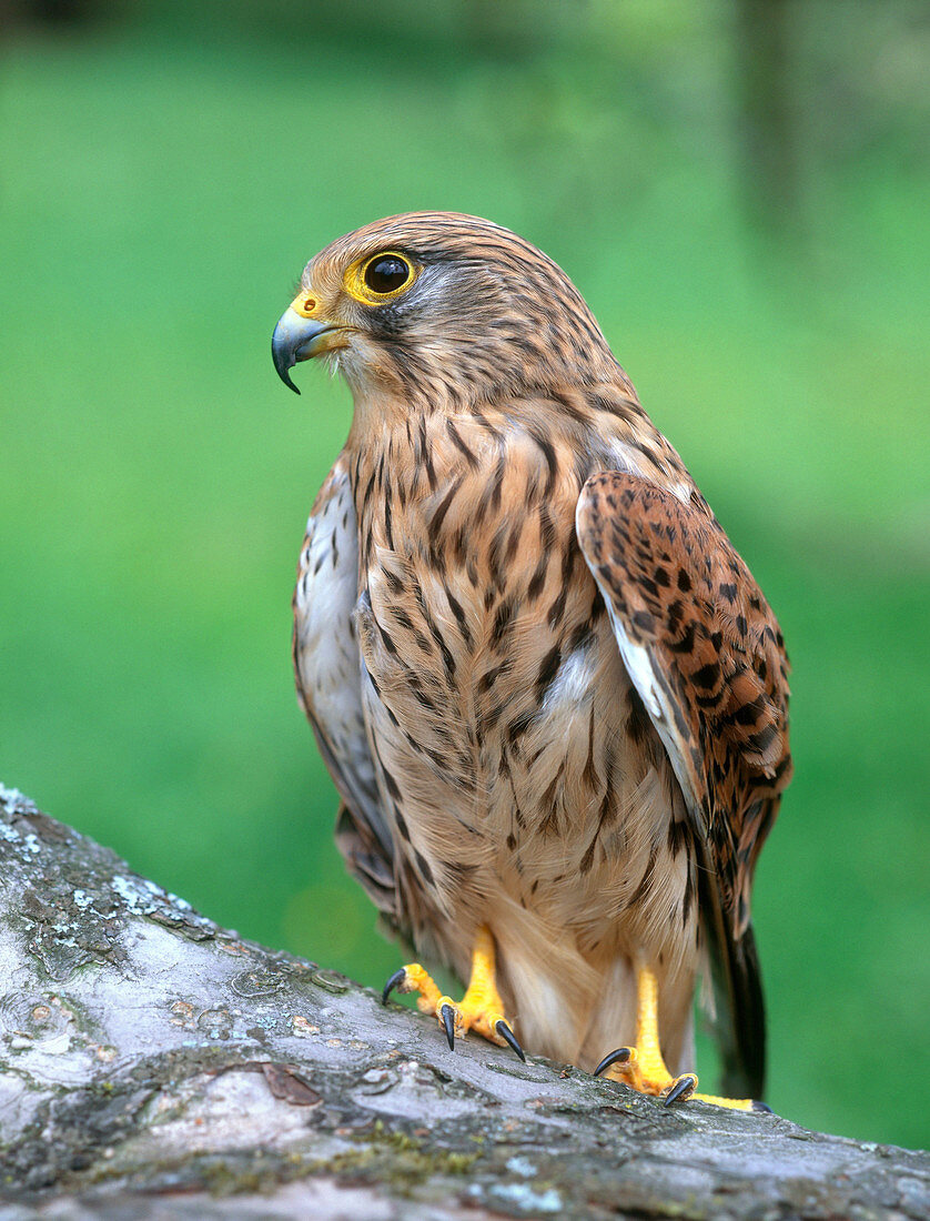 Common Kestrel