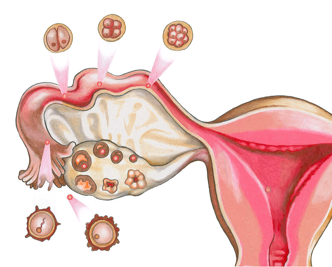 Ovulation