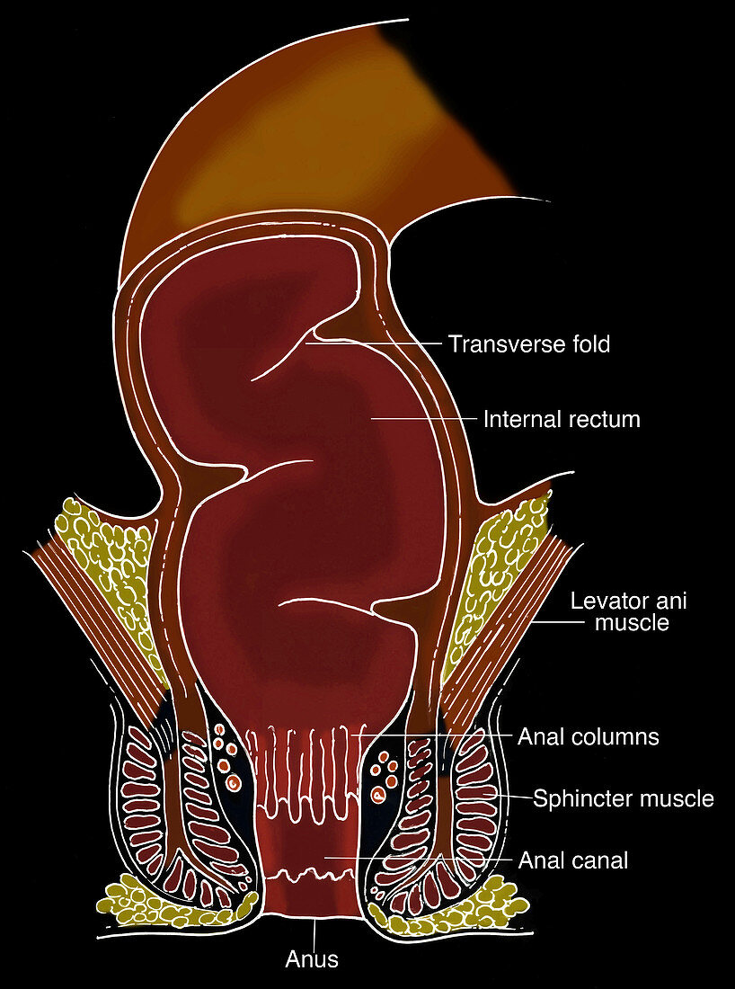 Illustration of Rectum