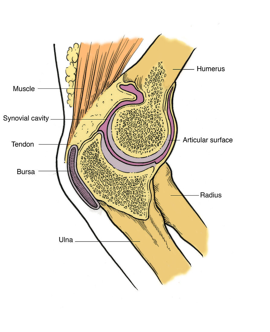 Illustration of Right Elbow Joint