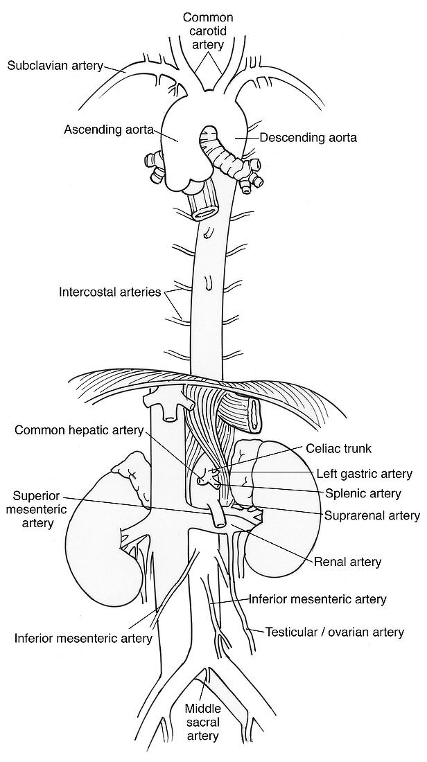 Illustration of Aorta and Branches