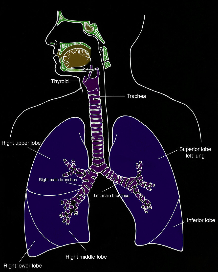 Illustration of Respiratory System