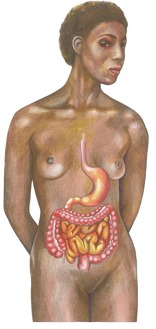 Digestive System on a Female Figure