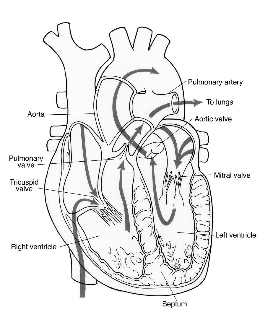 Illustration of Coronary Circulation