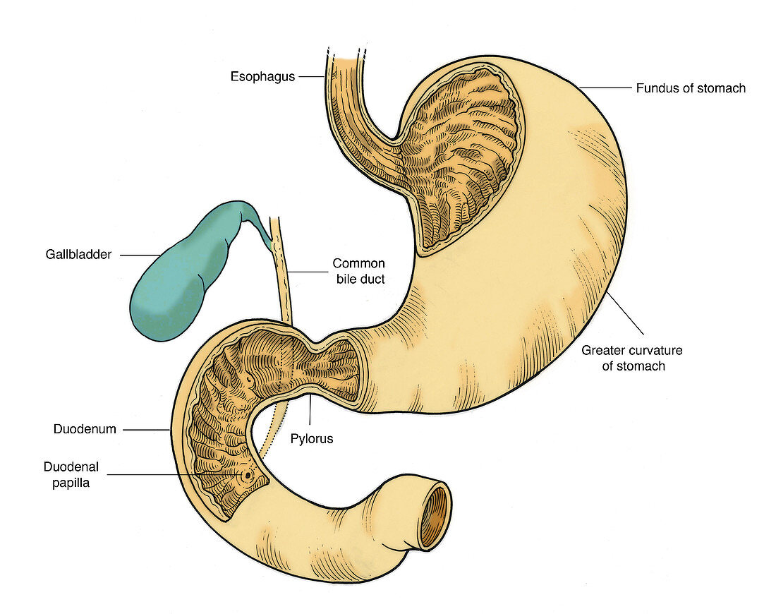 Illustration of Stomach and Duodenum