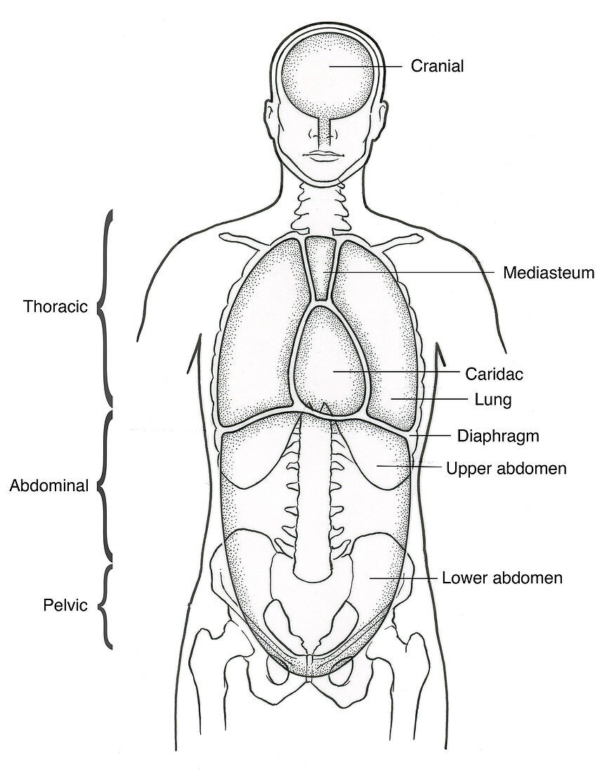 Illustration of Anterior Body Cavities